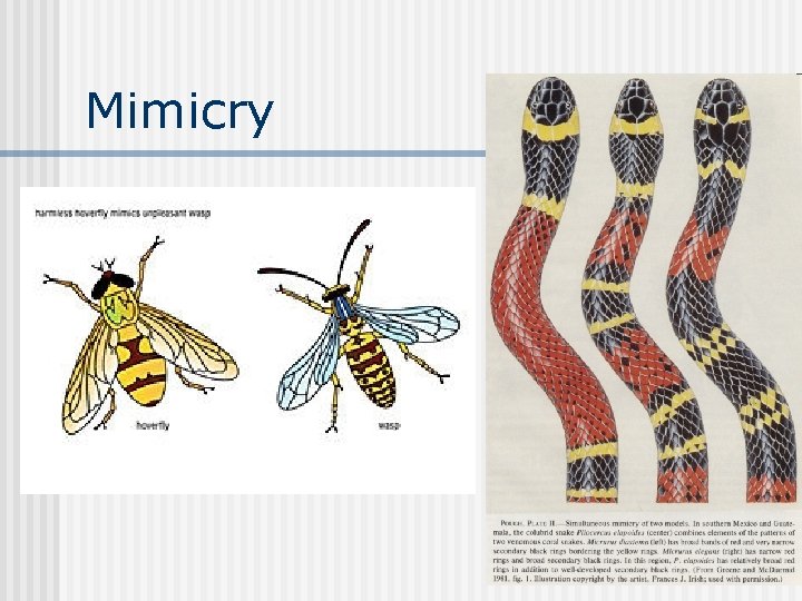 Mimicry 