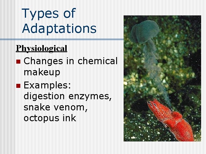 Types of Adaptations Physiological n Changes in chemical makeup n Examples: digestion enzymes, snake