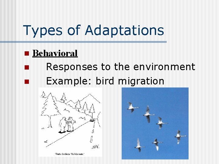 Types of Adaptations Behavioral n Responses to the environment n Example: bird migration n
