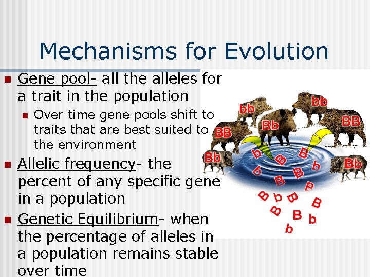 Mechanisms for Evolution n Gene pool- all the alleles for a trait in the