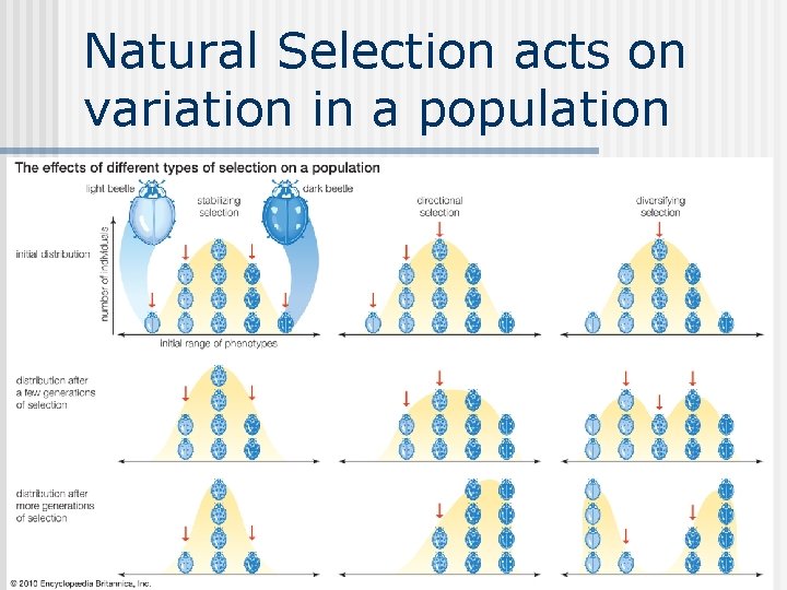 Natural Selection acts on variation in a population 