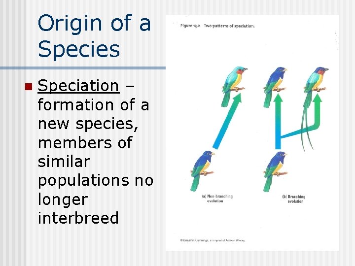 Origin of a Species n Speciation – formation of a new species, members of