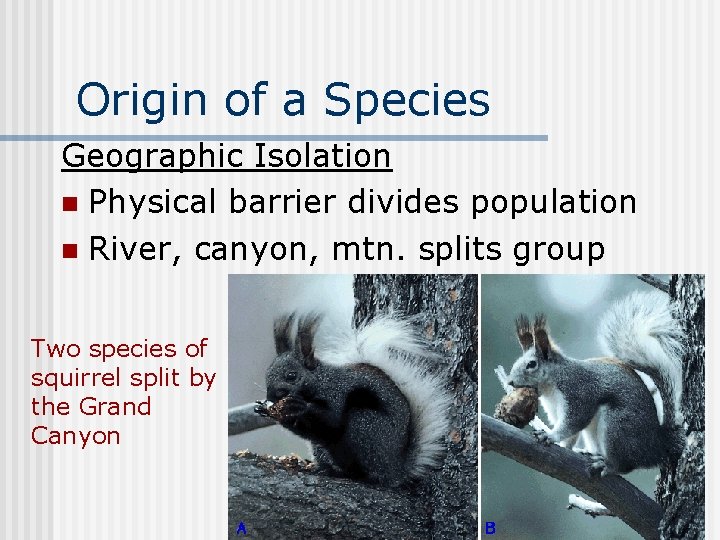 Origin of a Species Geographic Isolation n Physical barrier divides population n River, canyon,