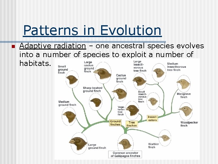 Patterns in Evolution n Adaptive radiation – one ancestral species evolves into a number