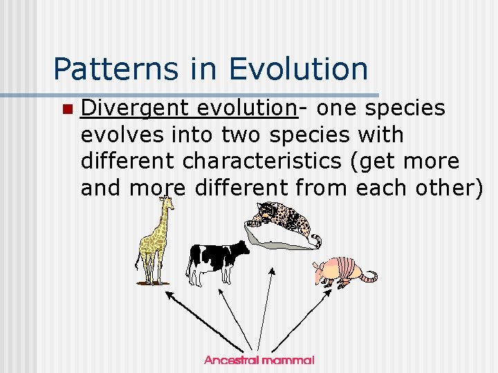 Patterns in Evolution n Divergent evolution- one species evolves into two species with different