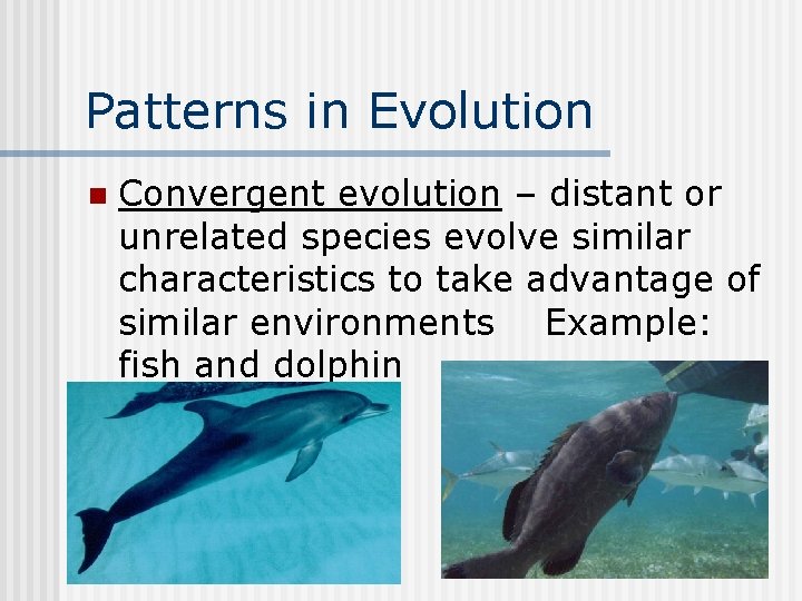 Patterns in Evolution n Convergent evolution – distant or unrelated species evolve similar characteristics