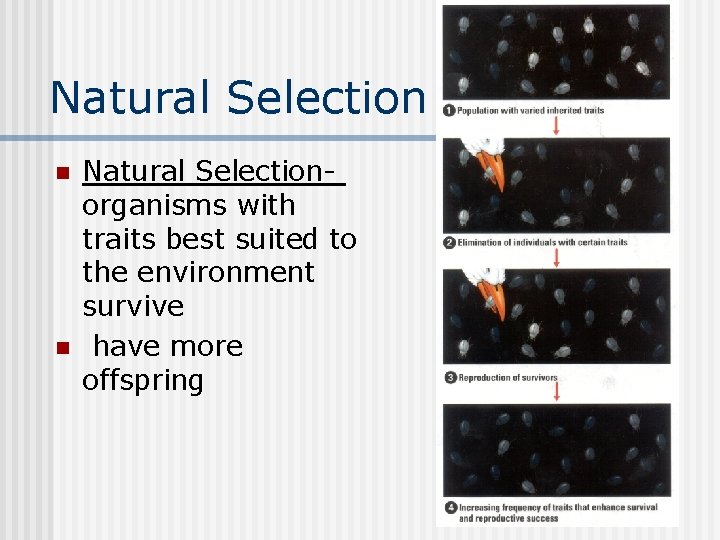Natural Selection n n Natural Selectionorganisms with traits best suited to the environment survive