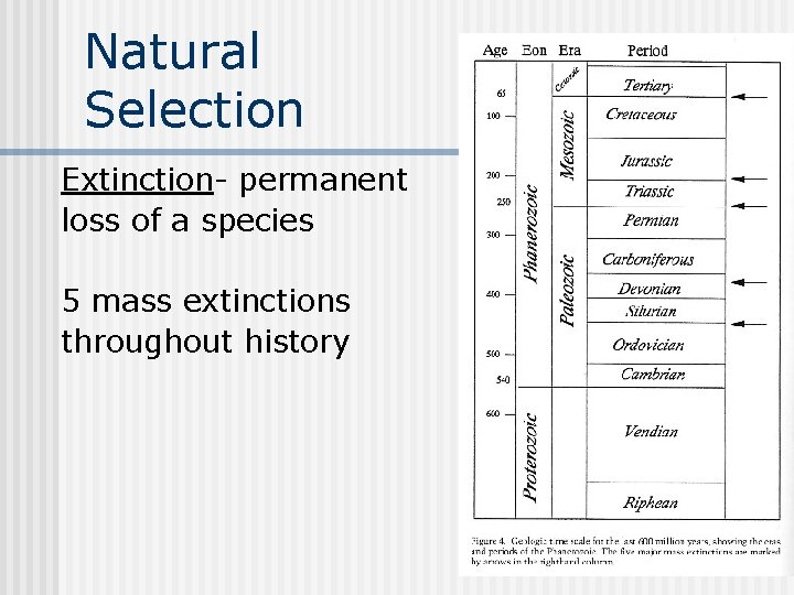 Natural Selection Extinction- permanent loss of a species 5 mass extinctions throughout history 
