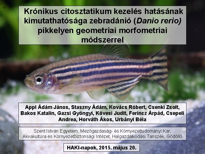 Krónikus citosztatikum kezelés hatásának kimutathatósága zebradánió (Danio rerio) pikkelyen geometriai morfometriai módszerrel Appl Ádám