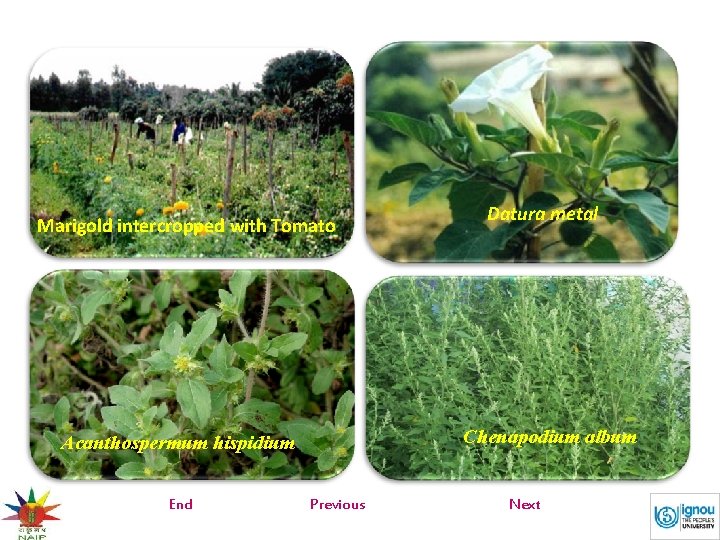 Marigold intercropped with Tomato Chenapodium album Acanthospermum hispidium End Datura metal Previous Next 