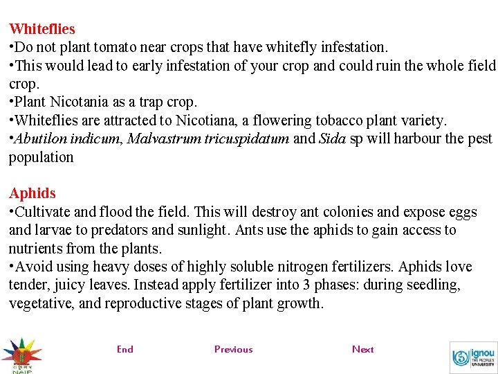 Whiteflies • Do not plant tomato near crops that have whitefly infestation. • This