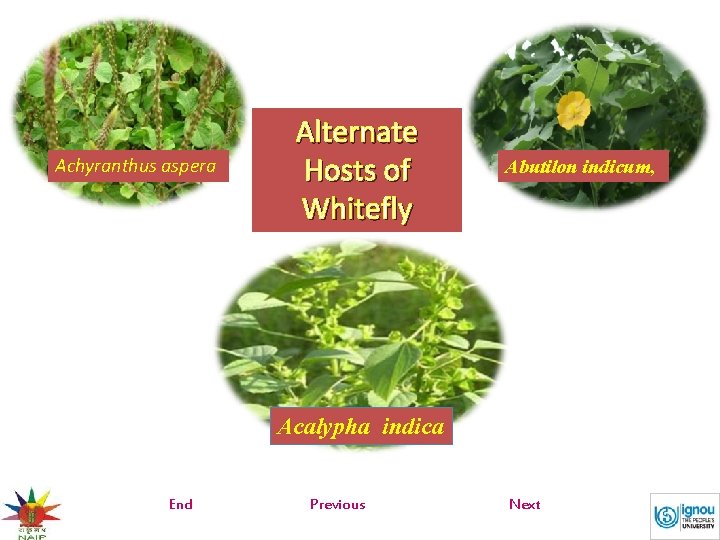 Achyranthus aspera Alternate Hosts of Whitefly Abutilon indicum, Acalypha indica End Previous Next 