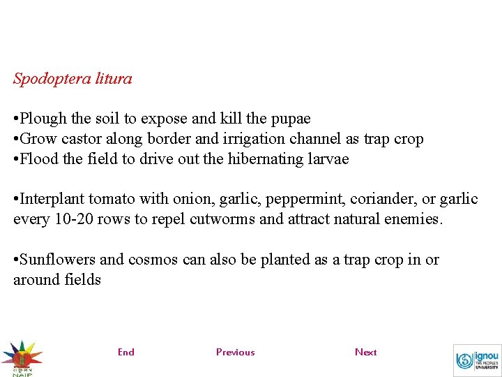Spodoptera litura • Plough the soil to expose and kill the pupae • Grow