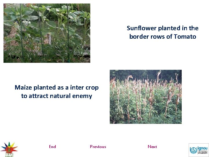 Sunflower planted in the border rows of Tomato Maize planted as a inter crop