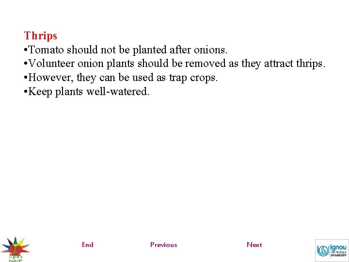 Thrips • Tomato should not be planted after onions. • Volunteer onion plants should