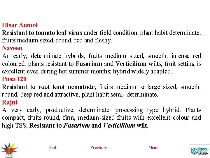 Hisar Anmol Resistant to tomato leaf virus under field condition, plant habit determinate, fruits