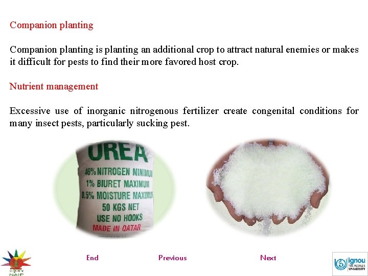 Companion planting is planting an additional crop to attract natural enemies or makes it