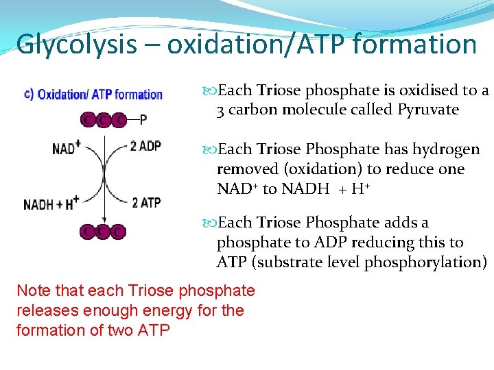 Glycolysis – oxidation/ATP formation Each Triose phosphate is oxidised to a 3 carbon molecule
