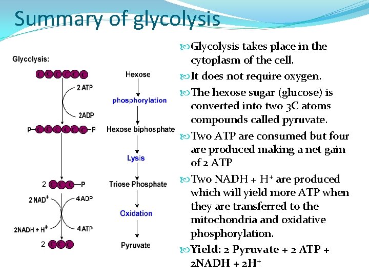 Summary of glycolysis Glycolysis takes place in the cytoplasm of the cell. It does