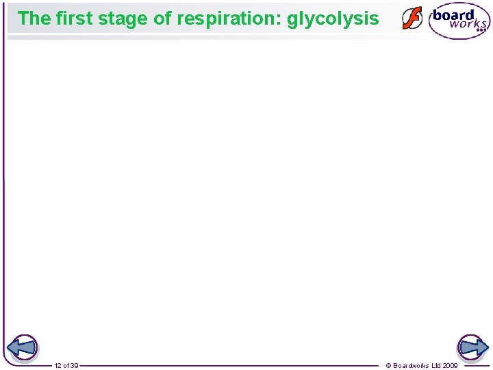 The first stage of respiration: glycolysis 12 of 39 © Boardworks Ltd 2009 