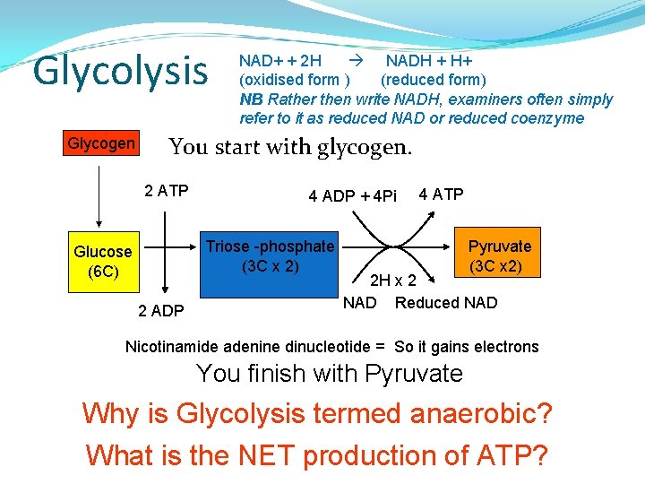 Glycolysis Glycogen NAD+ + 2 H NADH + H+ (oxidised form ) (reduced form)