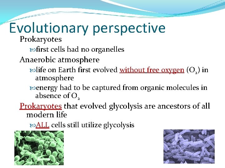 Evolutionary perspective Prokaryotes first cells had no organelles Anaerobic atmosphere life on Earth first