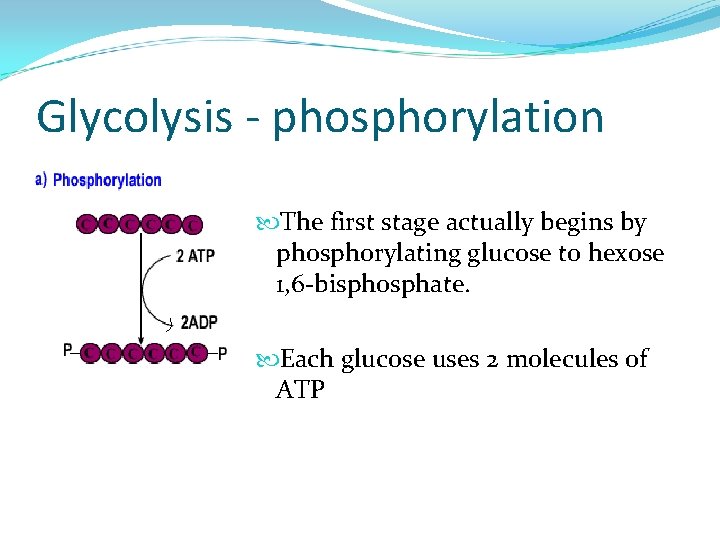 Glycolysis - phosphorylation The first stage actually begins by phosphorylating glucose to hexose 1,