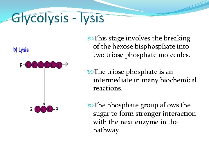 Glycolysis - lysis This stage involves the breaking of the hexose bisphosphate into two