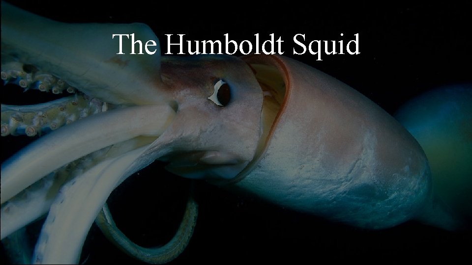 The Humboldt Squid 