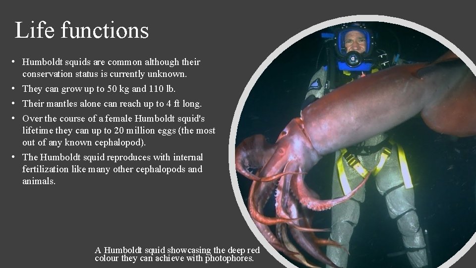 The Humboldt Squid Animalia Mollusca Classification Cephalopoda Oegopsida