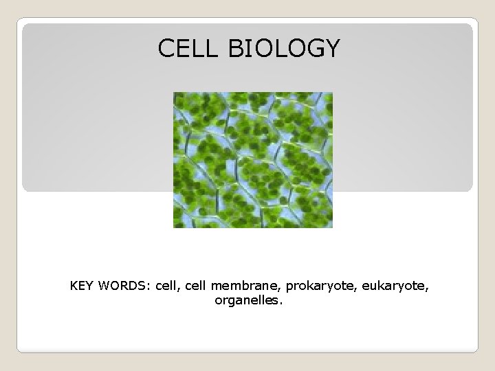 CELL BIOLOGY KEY WORDS: cell, cell membrane, prokaryote, eukaryote, organelles. 