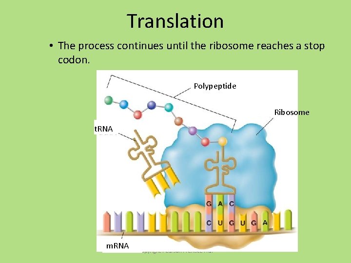 12 3 RNA and Protein Synthesis The Roles