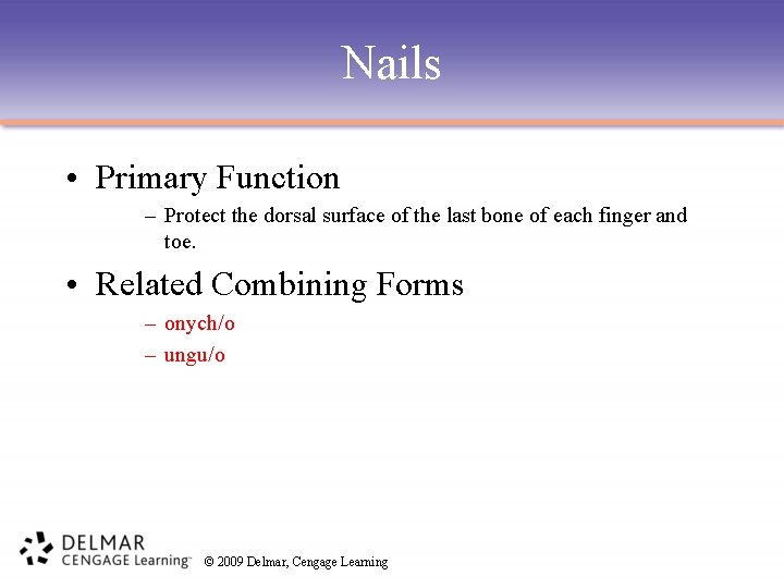 Nails • Primary Function – Protect the dorsal surface of the last bone of