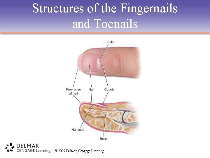 Structures of the Fingernails and Toenails © 2009 Delmar, Cengage Learning 