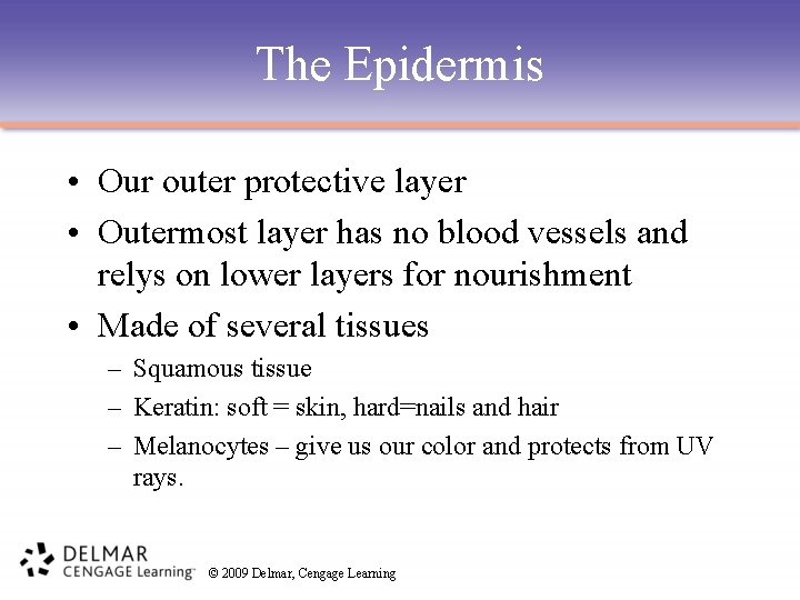 The Epidermis • Our outer protective layer • Outermost layer has no blood vessels