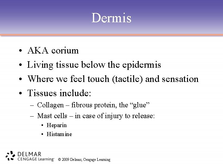 Dermis • • AKA corium Living tissue below the epidermis Where we feel touch