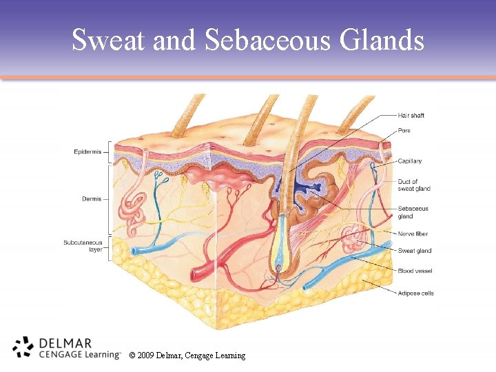 Sweat and Sebaceous Glands © 2009 Delmar, Cengage Learning 