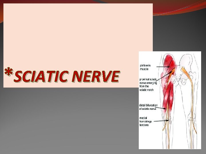 *SCIATIC NERVE 