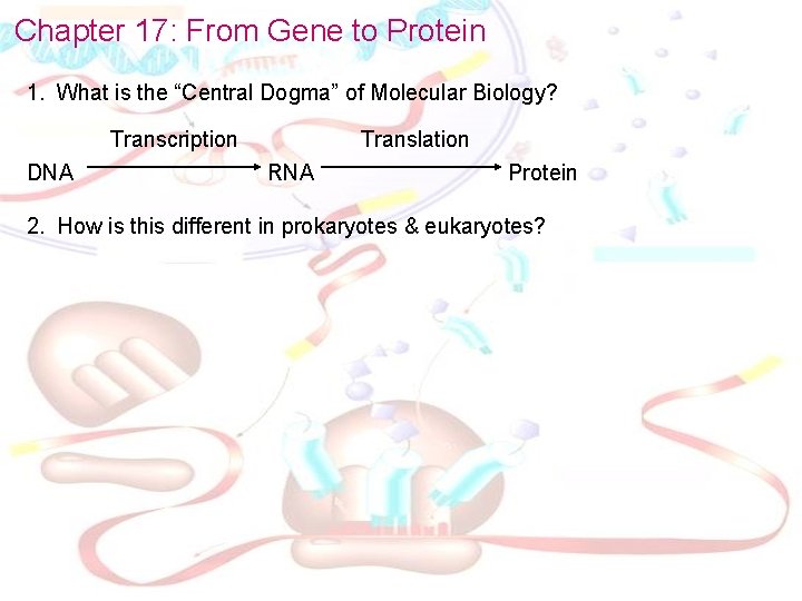 Chapter 17 From Gene to Protein 1 What