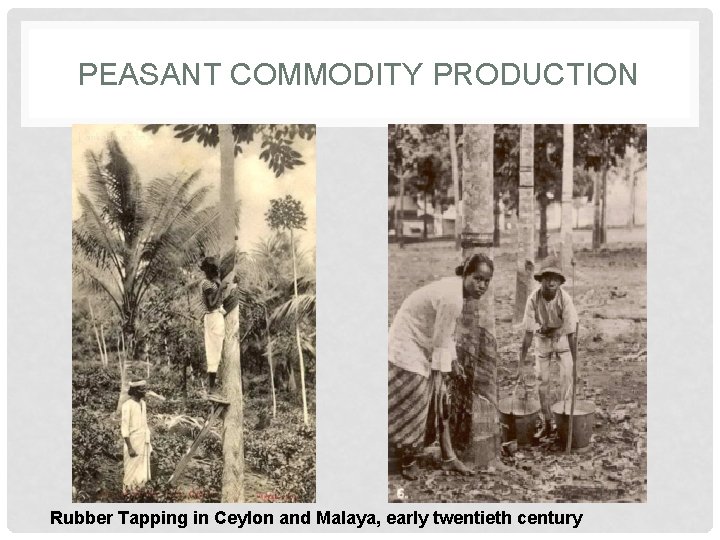 PEASANT COMMODITY PRODUCTION Rubber Tapping in Ceylon and Malaya, early twentieth century 