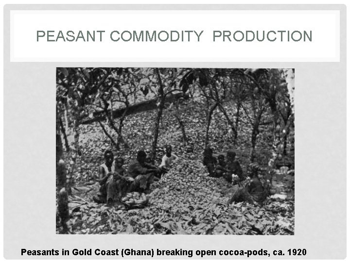 PEASANT COMMODITY PRODUCTION Peasants in Gold Coast (Ghana) breaking open cocoa-pods, ca. 1920 
