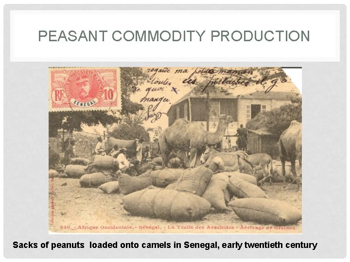 PEASANT COMMODITY PRODUCTION Sacks of peanuts loaded onto camels in Senegal, early twentieth century