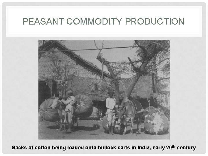 PEASANT COMMODITY PRODUCTION Sacks of cotton being loaded onto bullock carts in India, early