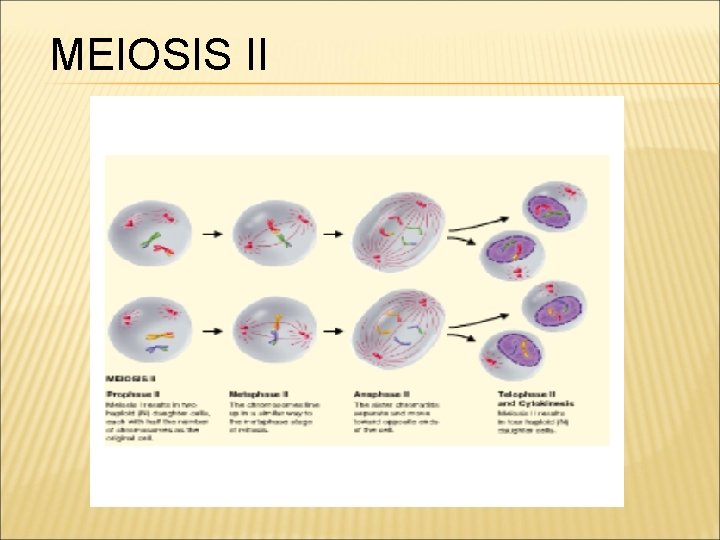MEIOSIS II 
