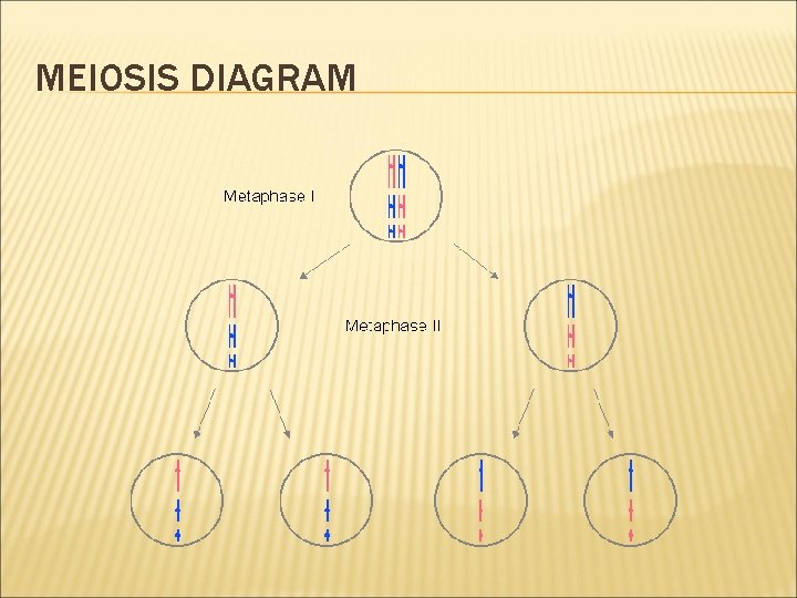 MEIOSIS DIAGRAM 