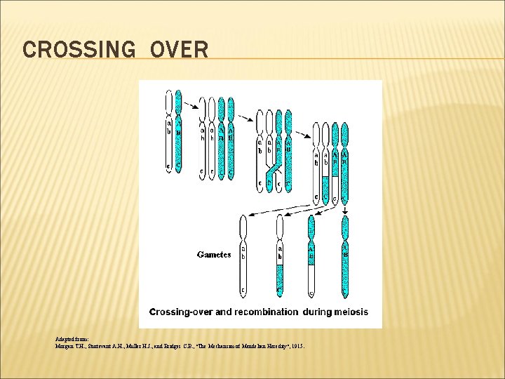 CROSSING OVER Adapted from: Morgan T. H. , Sturtevant A. H. , Muller H.