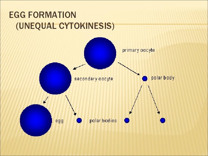 EGG FORMATION (UNEQUAL CYTOKINESIS) 