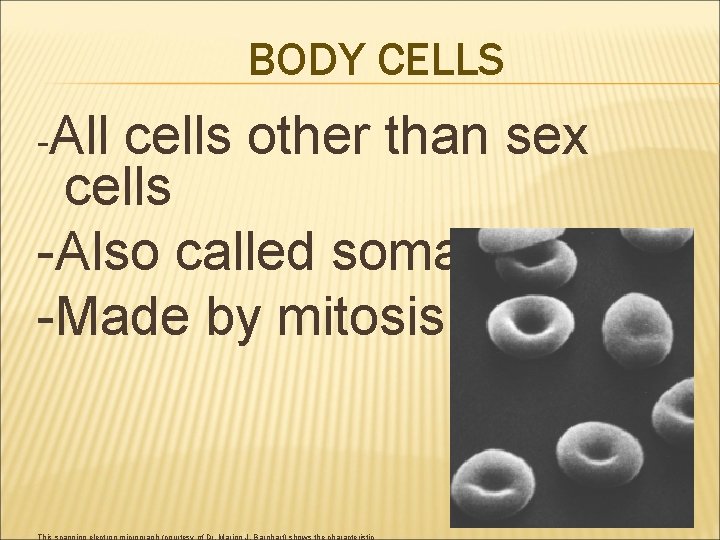 BODY CELLS -All cells other than sex cells -Also called somatic cells -Made by