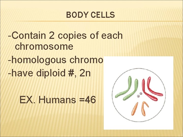 BODY CELLS -Contain 2 copies of each chromosome -homologous chromosomes -have diploid #, 2