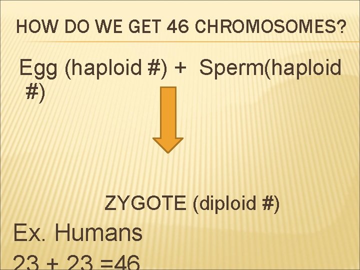 HOW DO WE GET 46 CHROMOSOMES? Egg (haploid #) + Sperm(haploid #) ZYGOTE (diploid